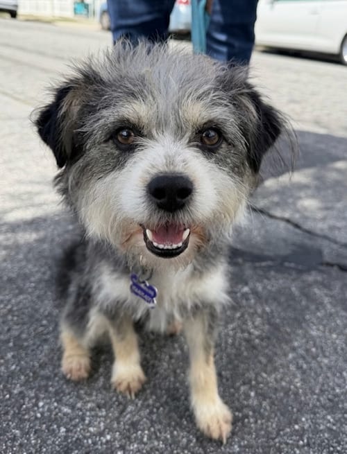 Photo of Bojangles, adoptable Terrier in Newport Beach, California