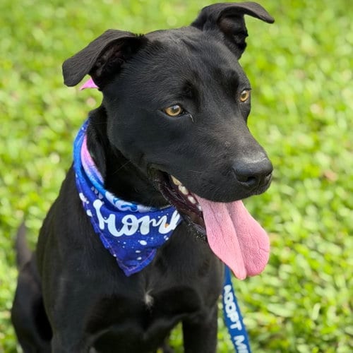 Photo of Nicky, adoptable Labrador Retriever in Seattle, Washington