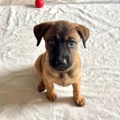 Photo of Frisco, adoptable Terrier in Dallas, Texas