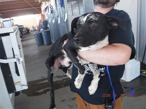 Photo of Boo, adoptable Catahoula Leopard Dog in Oroville, California