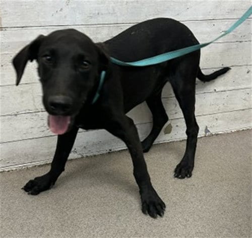 Photo of Bentley, adoptable Labrador Retriever in San Bernardino, California