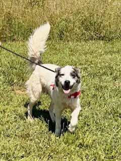 Photo of Lily, adoptable Great Pyrenees in Sparta, Tennessee