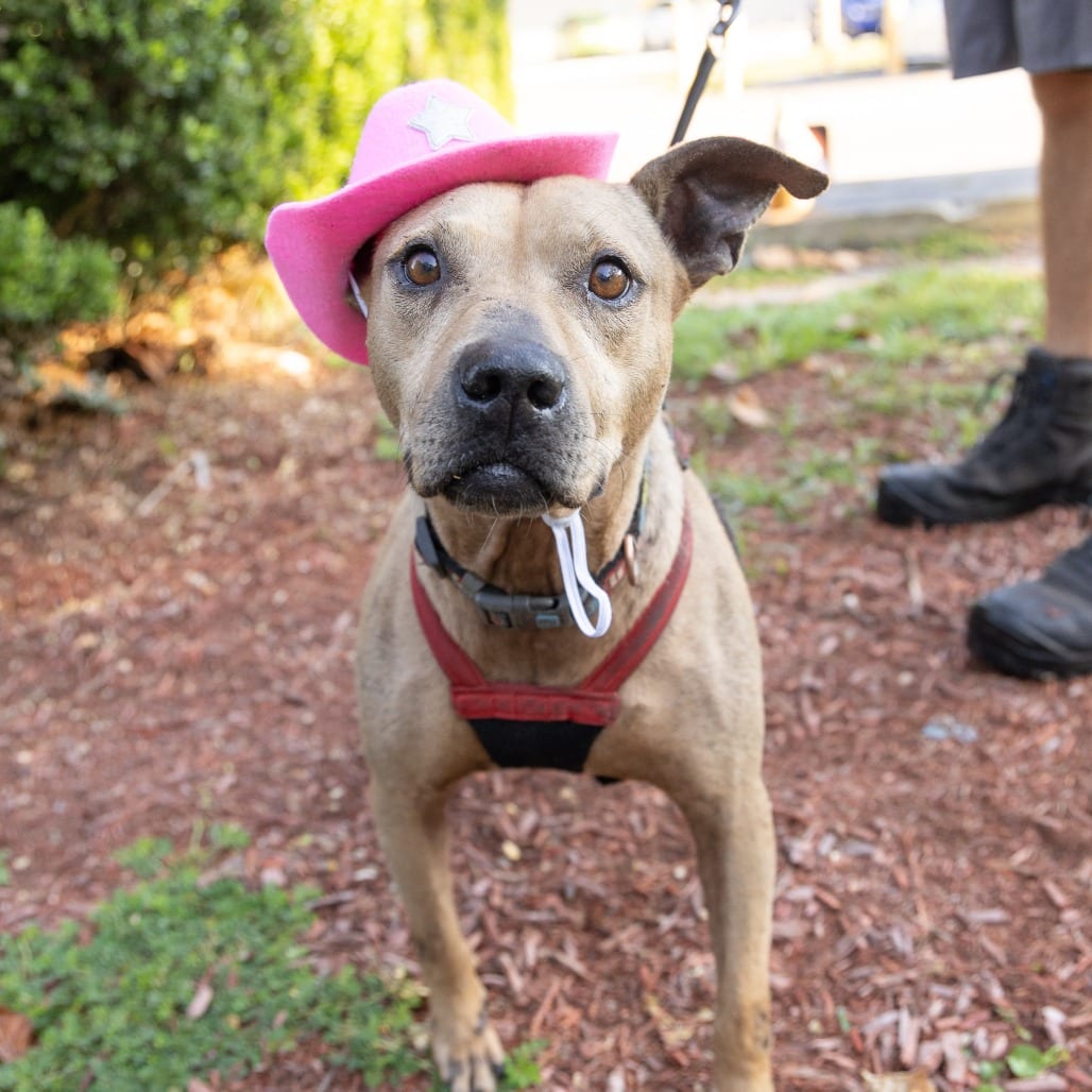 Photo of Tiramisu, adoptable Mixed Breed (Medium) in Gainesville, Florida