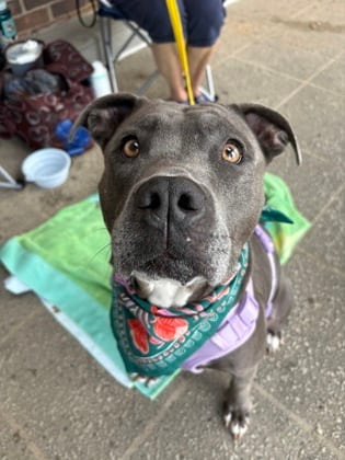 Photo of Allegria, adoptable dog in Atlanta, Georgia