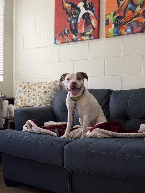 Photo of Spotie, adoptable Pit Bull Terrier in Santa Maria, California