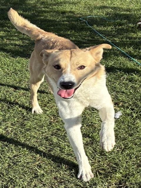 Photo of Senior Shepherd, adoptable Shepherd in Devore, California