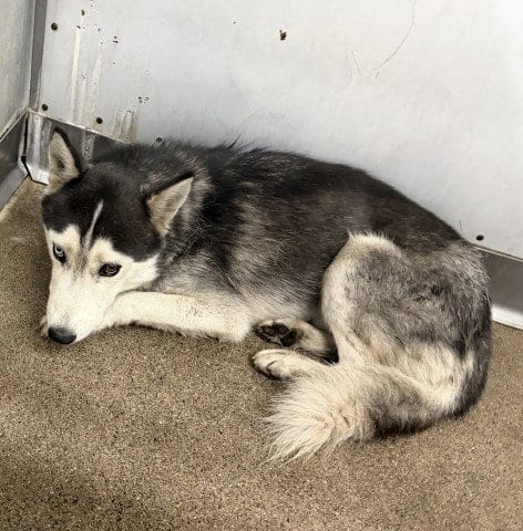 Photo of Noodle, adoptable Siberian Husky in San Bernardino, California