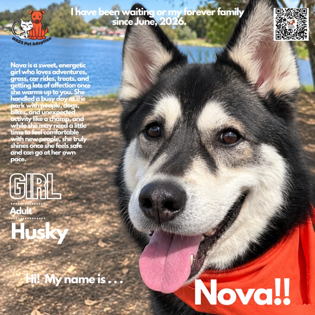 Photo of Nova, adoptable Husky in Westminster, California