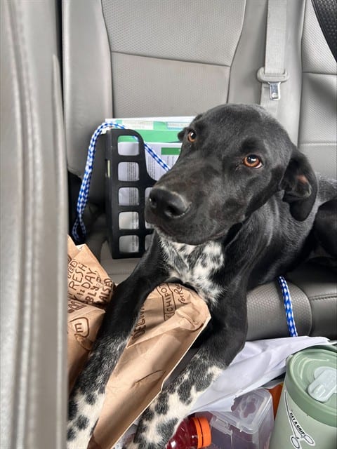 Photo of Senior Border Collie, adoptable Border Collie in Bakersfield, California