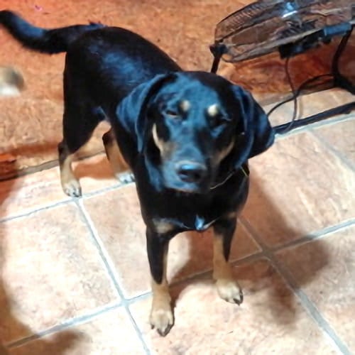 Photo of Angel, adoptable Doberman Pinscher in Rutherfordton, North Carolina
