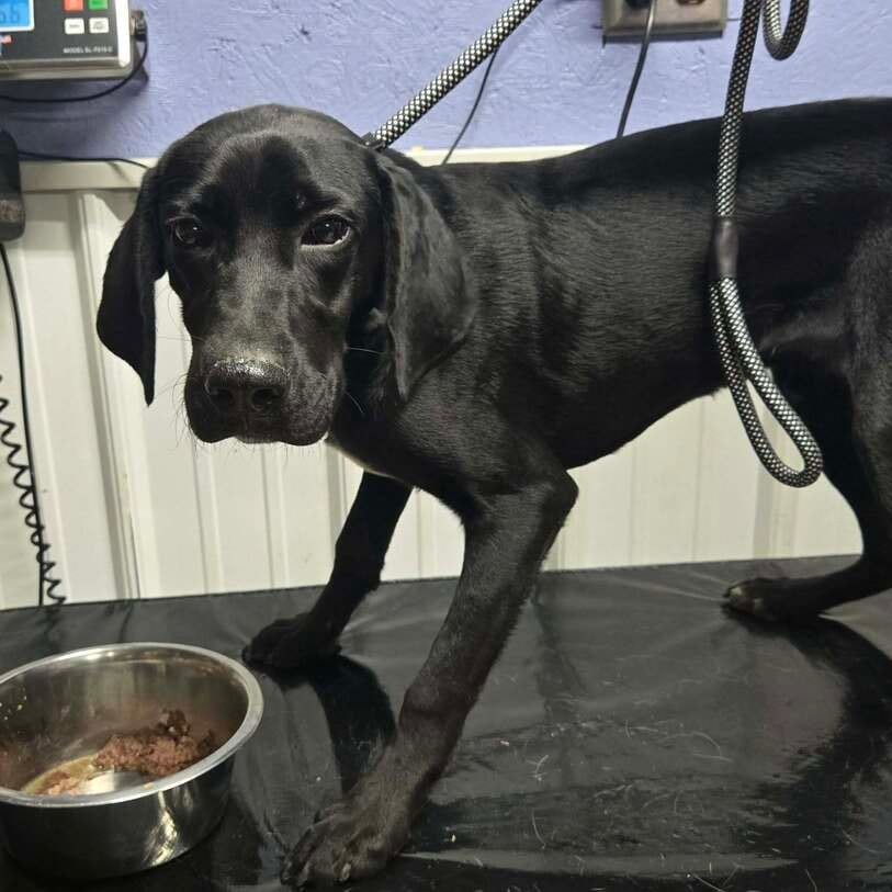 Photo of Ranger, adoptable Retriever, Black Labrador / Mixed Breed (Medium) in Ohio, Ohio