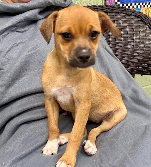 Photo of Oolong aka Zoey, adoptable Jack Russell Terrier in Burnsville, North Carolina