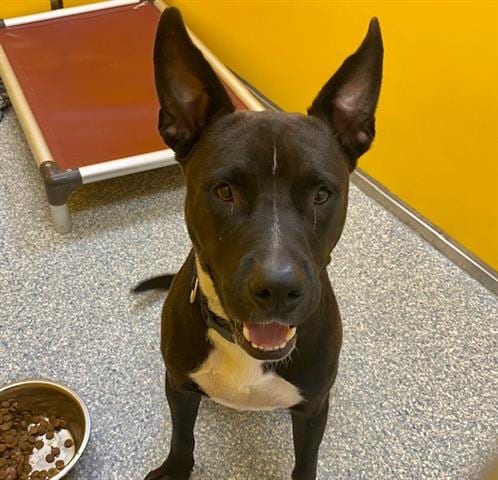 Photo of Baby Dog, adoptable dog