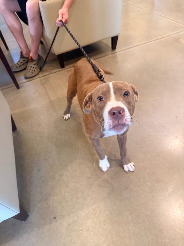 Photo of Found Animal 367, adoptable Mixed Breed in Douglasville, Georgia