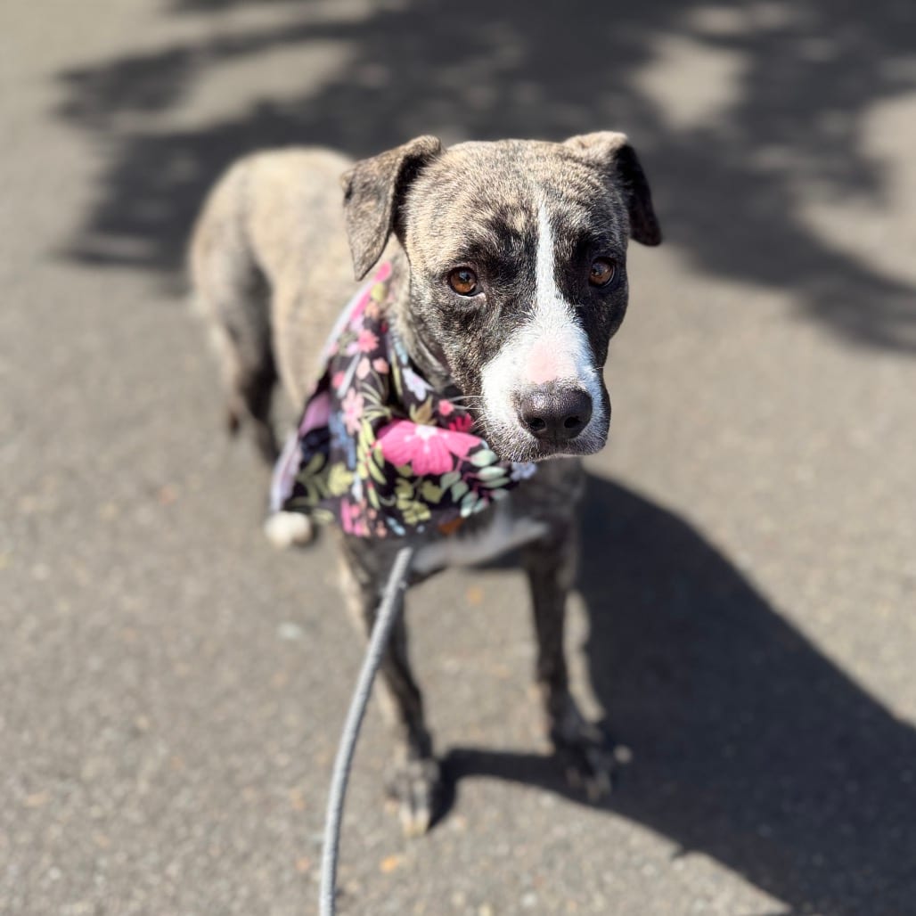 Photo of Ellie, adoptable Terrier, Pit Bull / Mixed Breed (Medium) in Newberg, Oregon