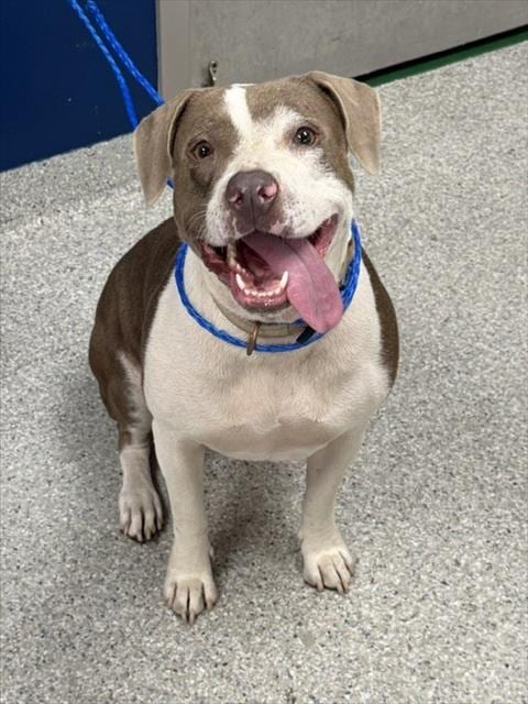 Photo of Fiona, adoptable American Pit Bull Terrier in Pasadena, Texas