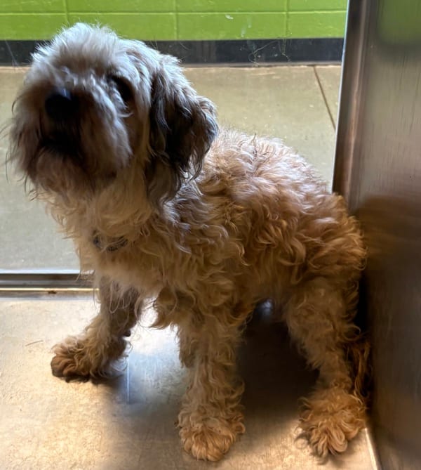 Photo of Taco, adoptable Shih Tzu mixed Poodle Miniature in Lawrenceville, Georgia