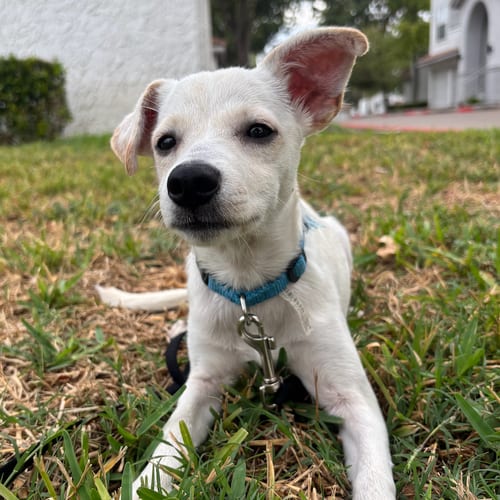 Photo of Dobby, adoptable Labrador Retriever in Dallas, Texas