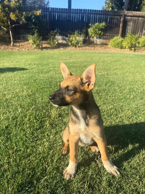 Photo of Kenji, adoptable Cattle Dog in Dana Point, California