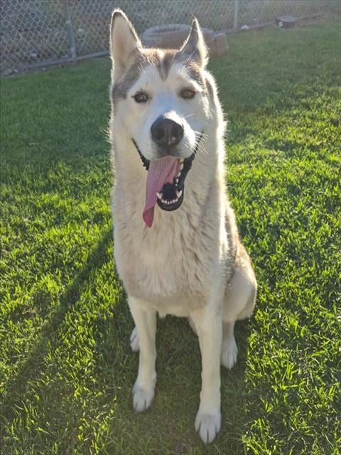 Photo of Senior Husky, adoptable Husky in Devore, California