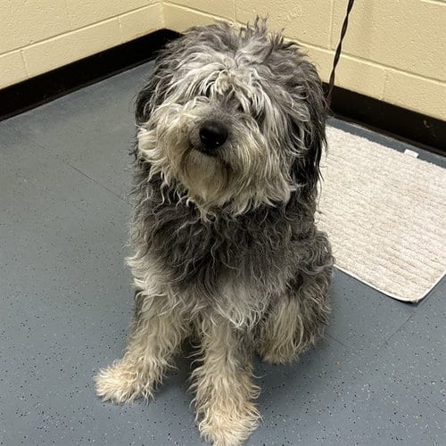 Photo of Lollipop, adoptable Poodle (Miniature) in Denver, Colorado