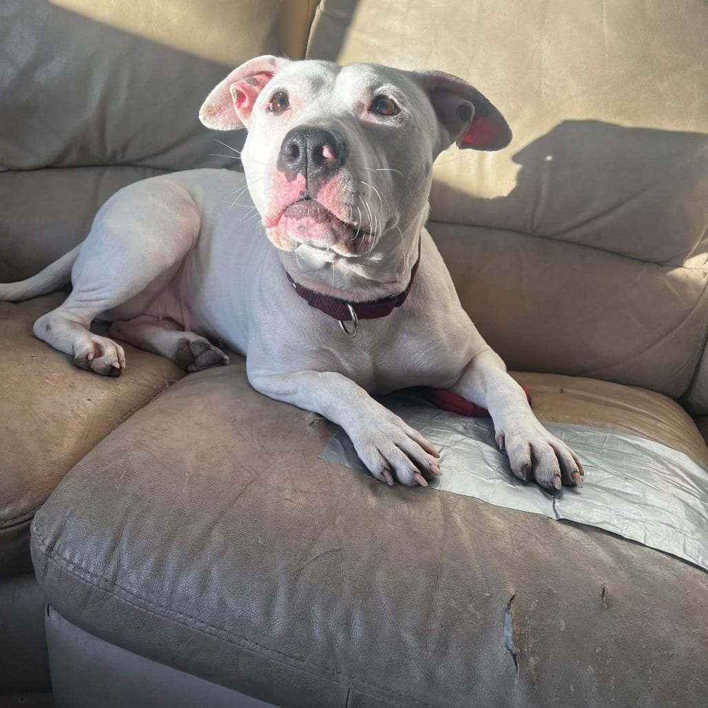 Photo of Lindy, adoptable Terrier, American Staffordshire / Mixed Breed (Medium) in Whitestone, New York