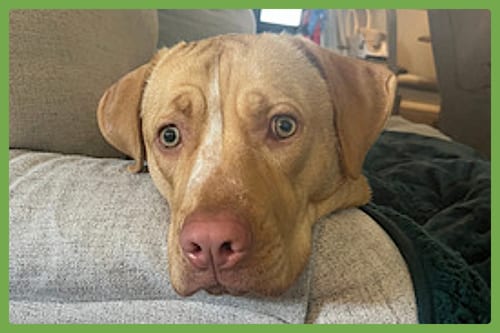 Photo of Rosie, adoptable Labrador Retriever in Amherst, Massachusetts