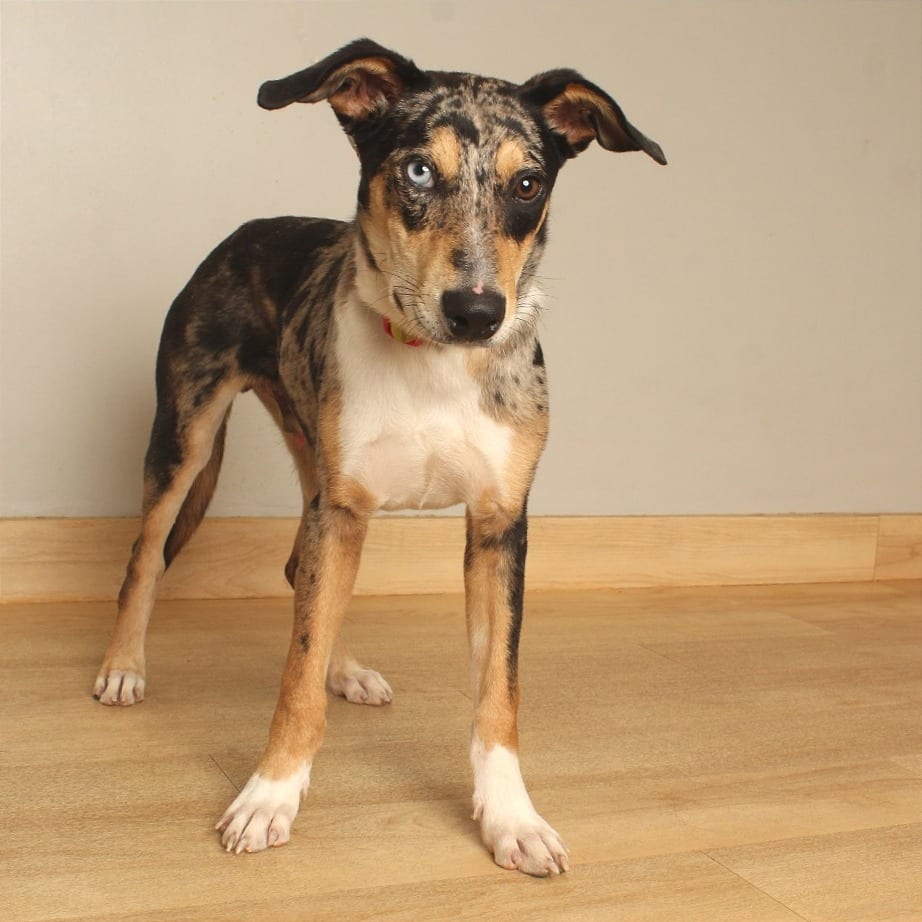 Photo of Ottie D71103, adoptable Catahoula Leopard Dog / Mixed Breed (Medium) in Minnesota, Minnesota