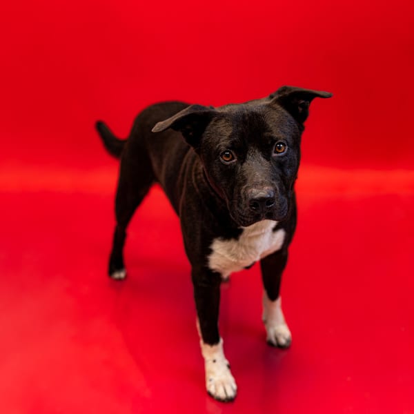 Photo of Brando, adoptable Labrador cross in Lawrenceville, Georgia