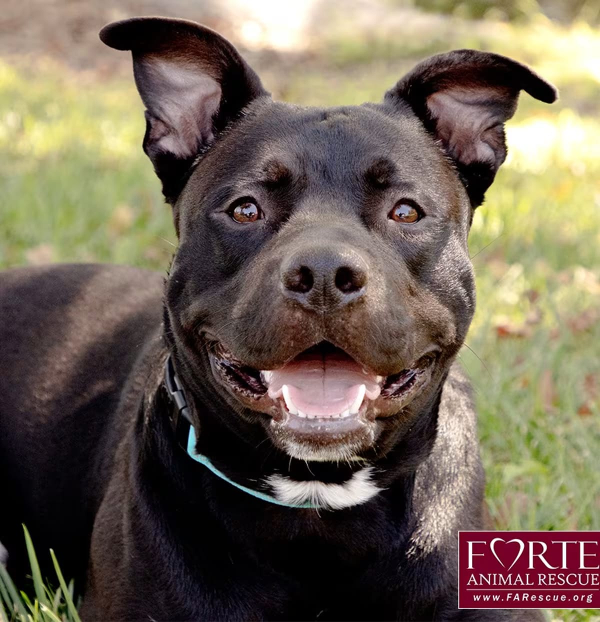 Photo of Milo, adoptable American Staffordshire Terrier in Marina del Rey, California
