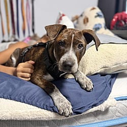 Photo of Ruthie, adoptable Hound (Unknown Type) in East Hartford, Connecticut