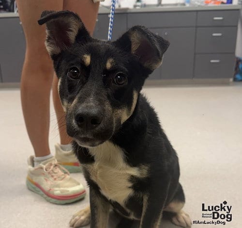 Photo of Thunderbird, adoptable Shepherd in Washington, District of Columbia