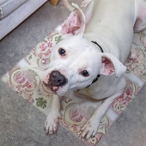 Photo of Hominey, adoptable Pit Bull Terrier in St Louis, Missouri