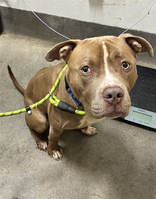 Photo of Salem, adoptable Pit Bull Terrier in Forestville, Maryland