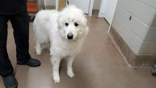 Photo of Cheer Bear, adoptable Great Pyrenees in Aurora, Illinois
