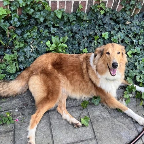 Photo of Ginny, adoptable Collie in Dublin, Ohio