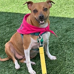 Photo of Casey, adoptable Chihuahua Mixed Breed (Medium) in Washington, District of Columbia