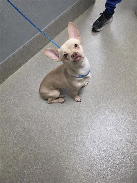 Photo of Tude, adoptable French Bulldog in Las Vegas, Nevada