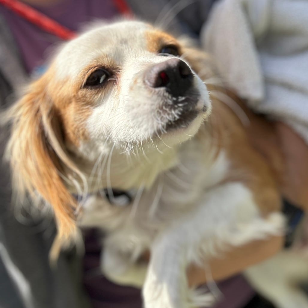 Photo of Leia, adoptable Mixed Breed (Small) in San Francisco, California