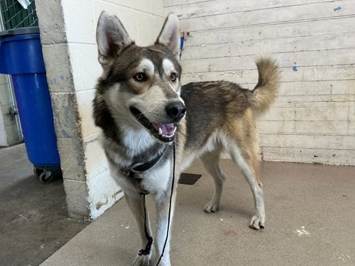 Photo of Enzo, adoptable Siberian Husky in San Bernardino, California