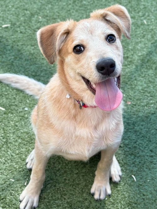 Photo of Ducky, adoptable Unknown breed in Holbrook, New York