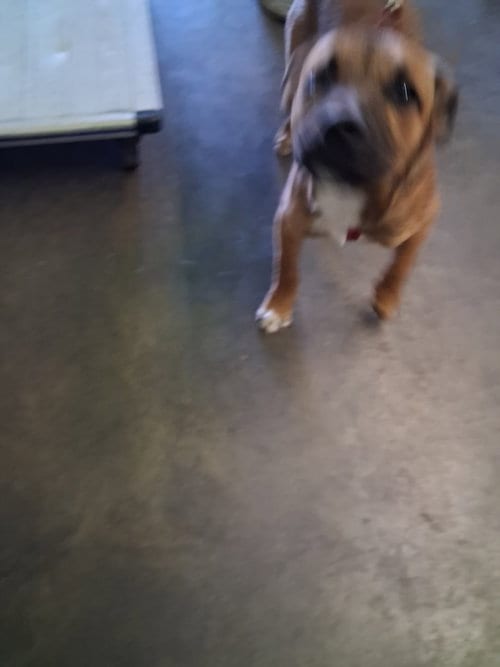 Photo of Sweet Carolina, adoptable German Shepherd Dog in Los Angeles, California