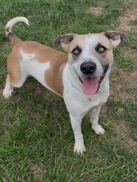 Photo of Pogo, adoptable Anatolian Shepherd in Conroe, Texas