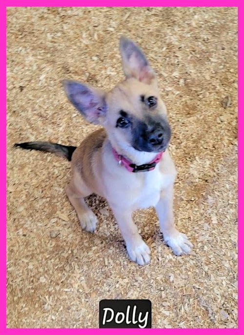 Photo of Dolly, adoptable Shepherd in Granbury, Texas