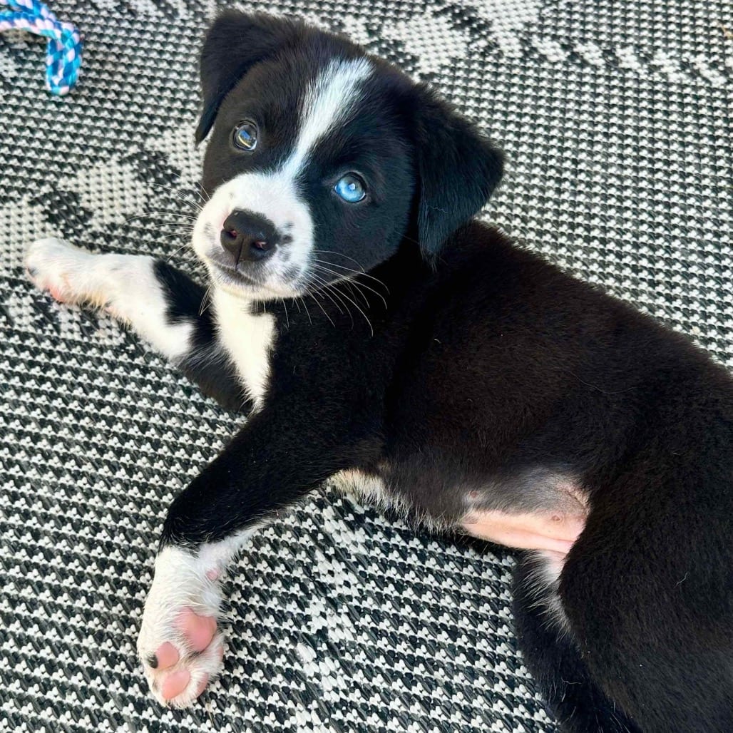 Photo of Moose, adoptable Husky, Alaskan / Terrier, American Pit Bull in Georgia, Georgia