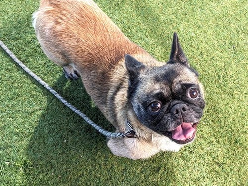 Photo of Mische, adoptable Pug in Phoenix, Arizona
