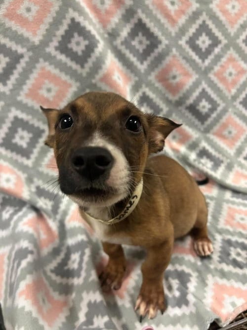 Photo of James, adoptable Australian Cattle Dog/Blue Heeler in Rockwall, Texas