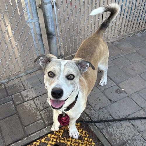 Photo of Forest, adoptable American Pit Bull Terrier in Mesa, Arizona