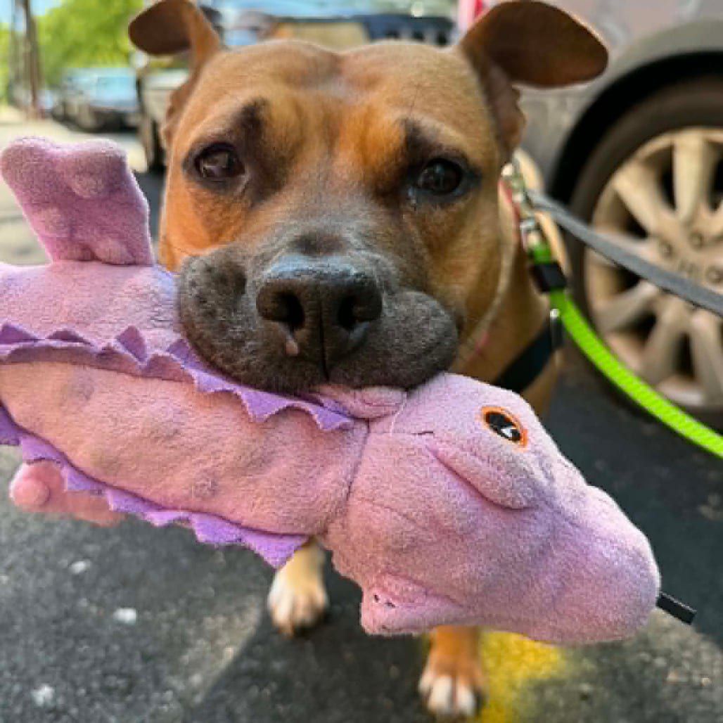 Photo of Chanel, adoptable Terrier, American Staffordshire / Mixed Breed (Medium) in Whitestone, New York