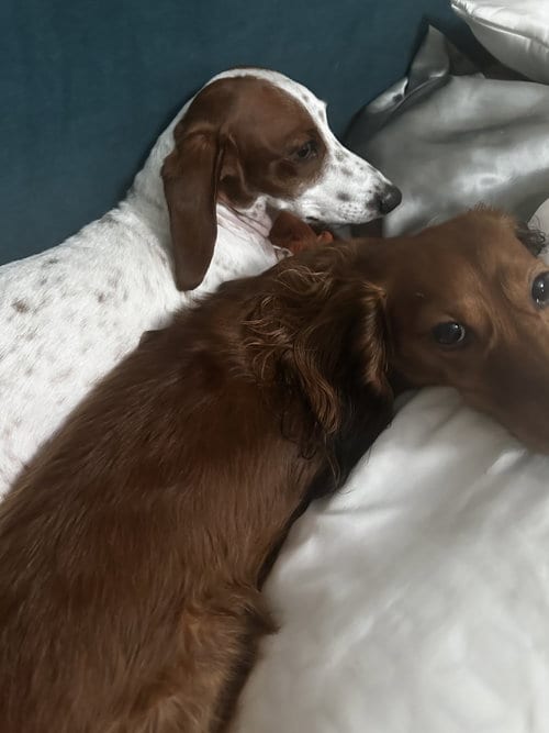 Photo of Wendy, adoptable Dachshund in Humble, Texas